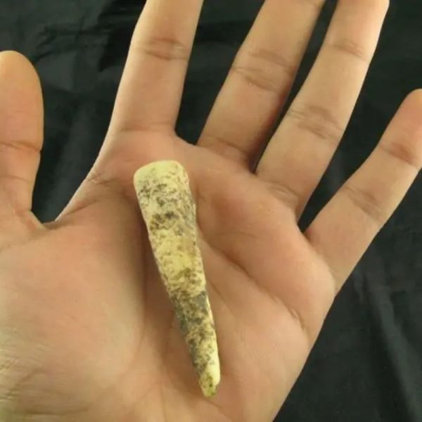 White Tiger Horns - Type E4 - Image 3