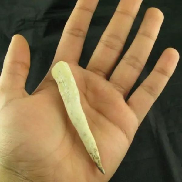 White Tiger Horns - Type F1 - Image 3