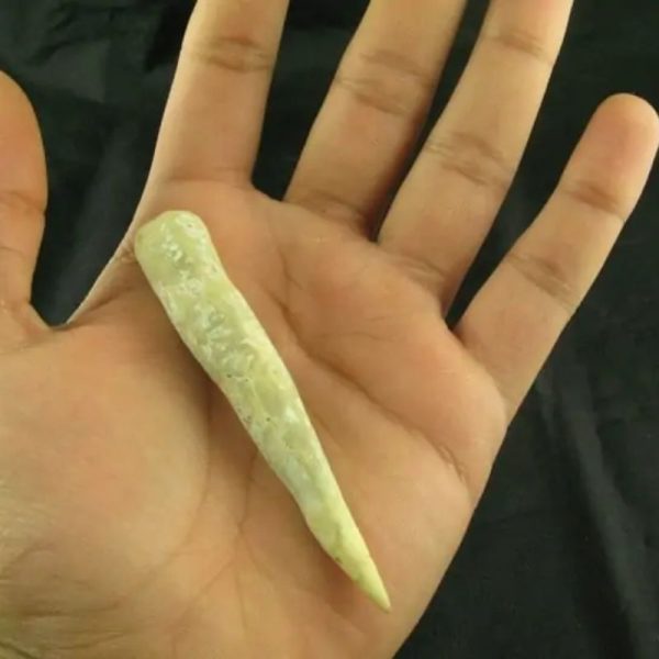 White Tiger Horns - Type F2 - Image 3