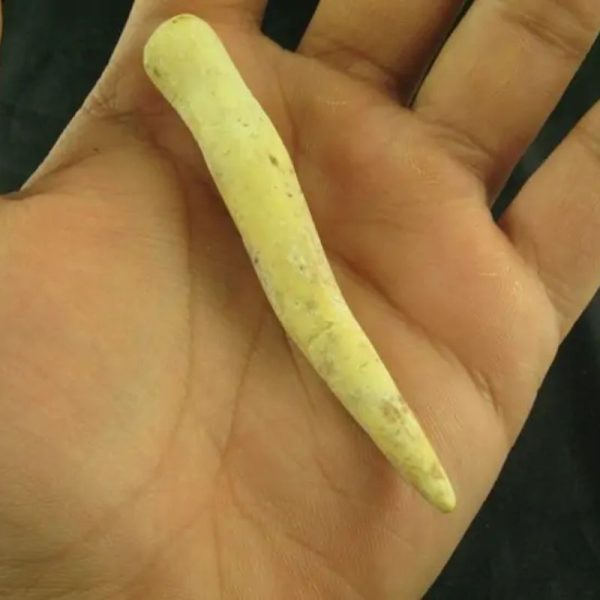 White Tiger Horns - Type F4 - Image 3