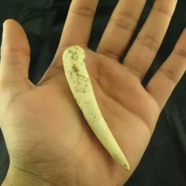 White Tiger Horns - Type G2 - Image 3
