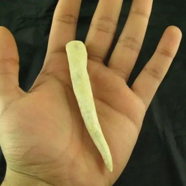 White Tiger Horns - Type G6 - Image 3