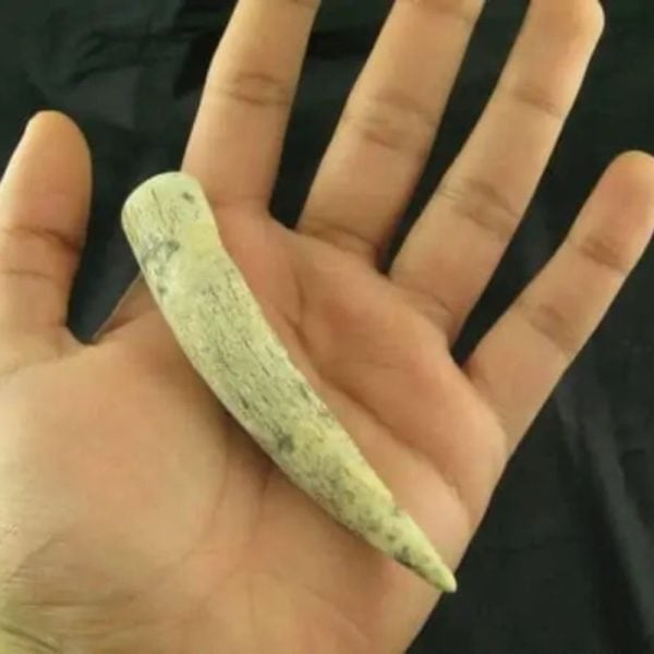 White Tiger Horns - Type G8 - Image 3