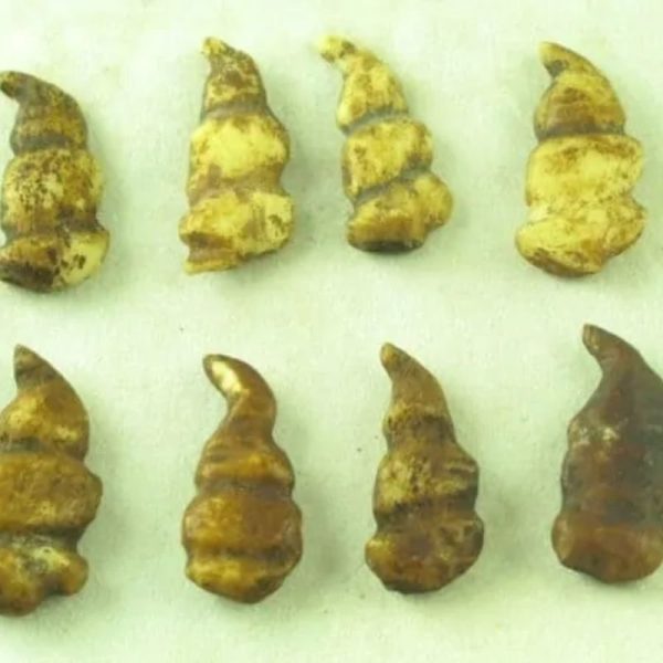 Rooster Horns - Type B - Image 3