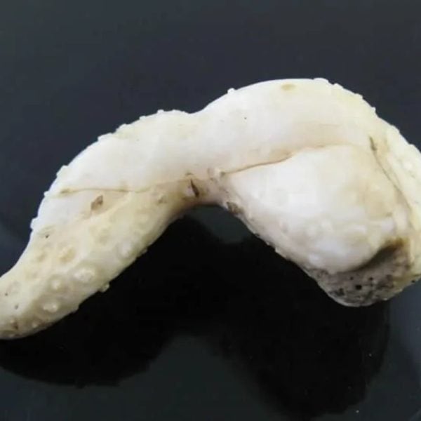 White Dragon Horn Fossil - Type F1 - Image 3
