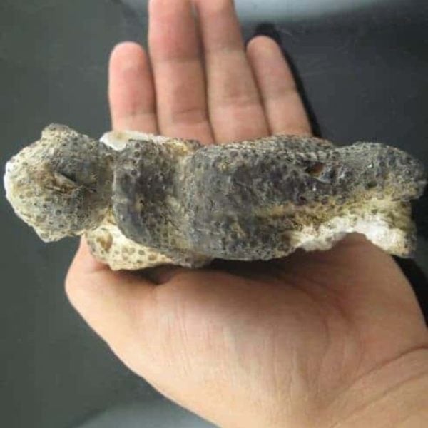 Shaman Fossil - BK 14 - Image 3