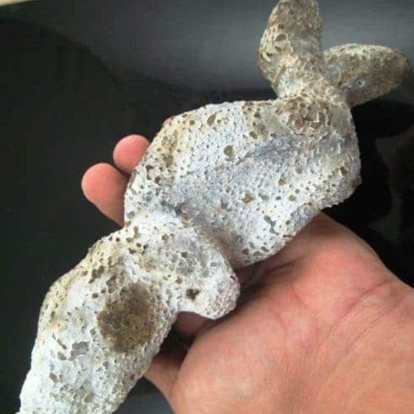 Shaman Fossil - BK 41 - Image 3