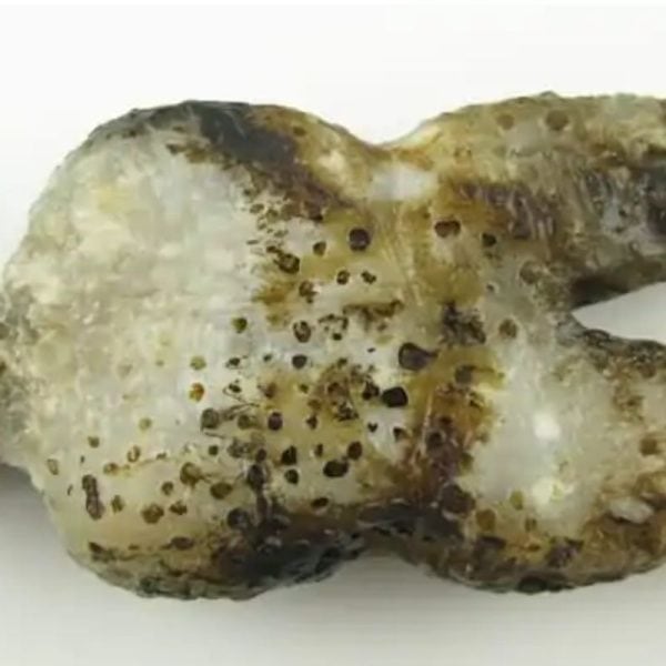 Shaman Fossil - Type A2 - Image 3