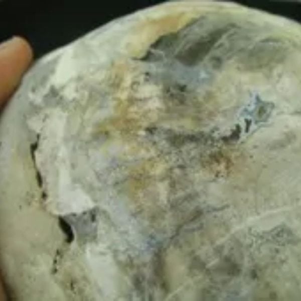 Kaboa Wood Tree Core Pearl - Type B4 - Image 3