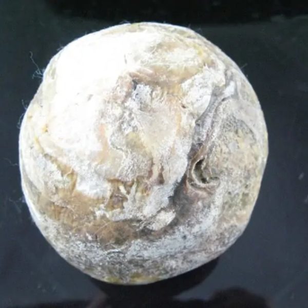 Kelud Mountain Pearl - Type D2 - Image 3