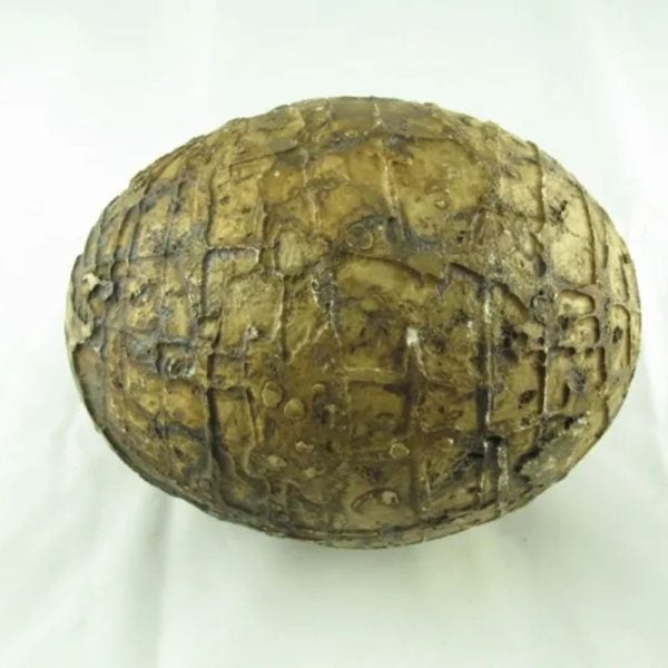 Mountain Belt Pearl - Type A1.2 (Egg Shape) - Image 3