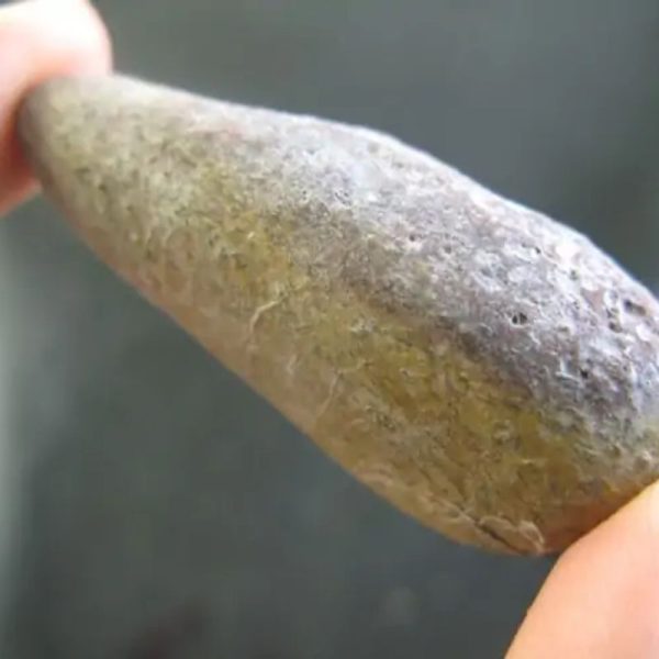 Snake Heart Fossil - Type O2 - Image 3