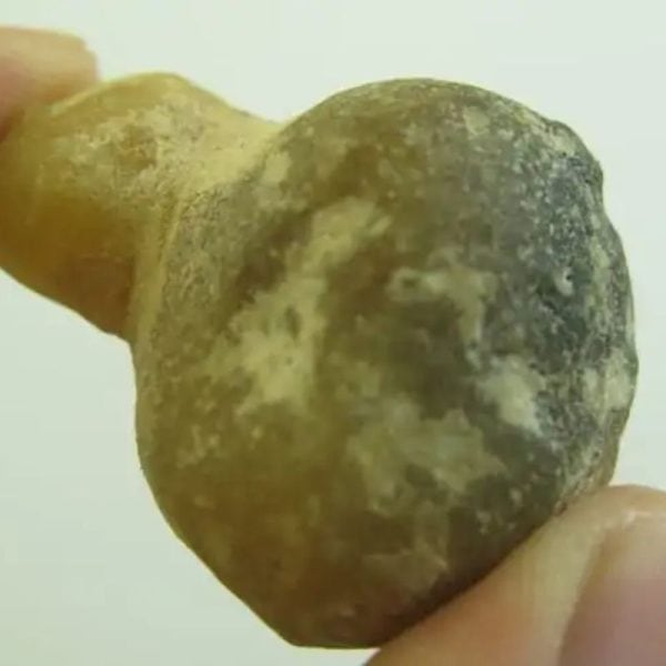 Golden Turtle Heart Fossil - Type A3 - Image 3