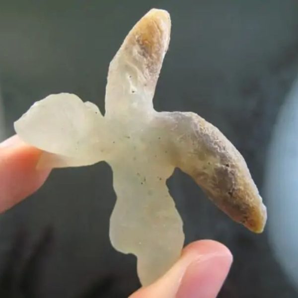 Snake Heart Fossil Type - C5 - Image 3
