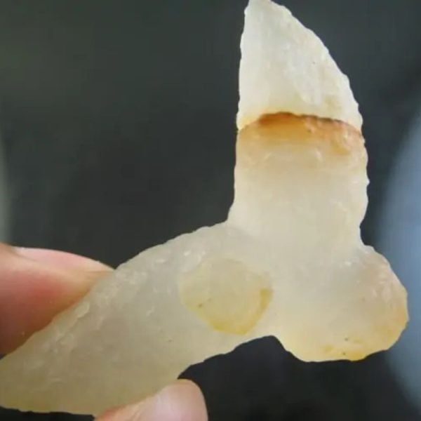 Snake Heart Fossil Type - C3 - Image 3
