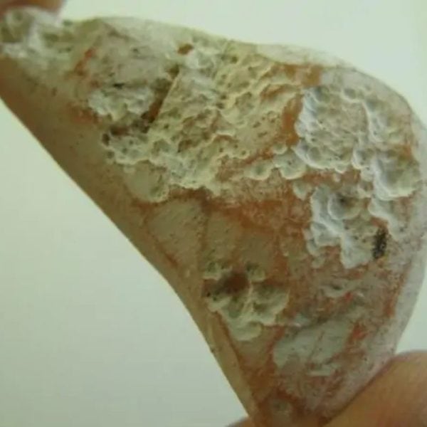 Snake Heart Fossil Type - E7 - Image 3