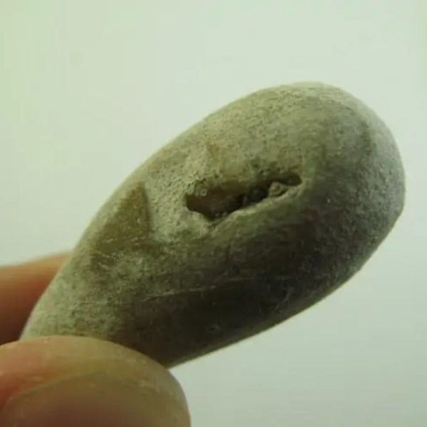 Snake Heart Fossil Type - E6 - Image 3
