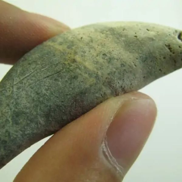 Snake Heart Fossil Type - E5 - Image 3