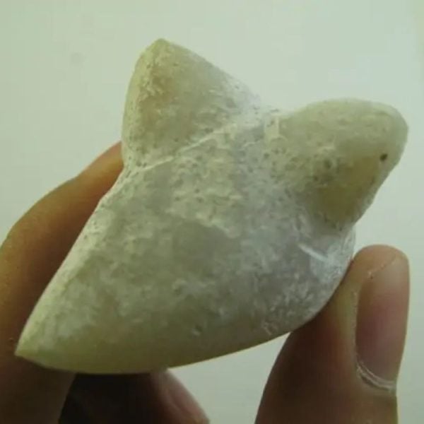 Snake Heart Fossil Type - E2 - Image 3