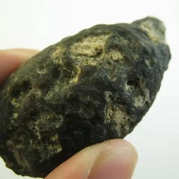 Snake Heart Fossil Type - D5 - Image 3