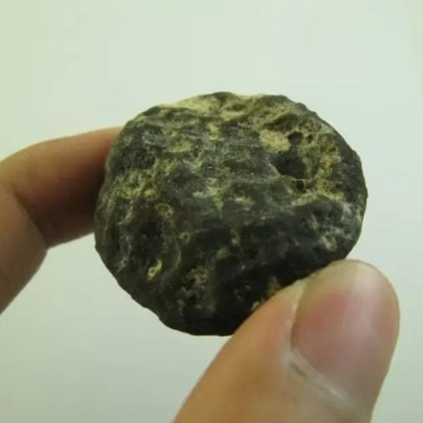Snake Heart Fossil Type - D4 - Image 3