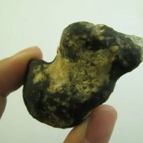 Snake Heart Fossil Type - D2 - Image 3