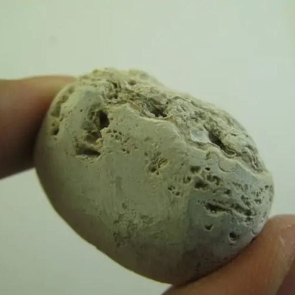 Snake Heart Fossil Type - F6 - Image 3