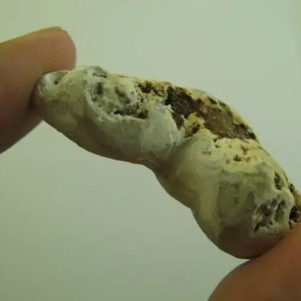Snake Heart Fossil Type - F4 - Image 3