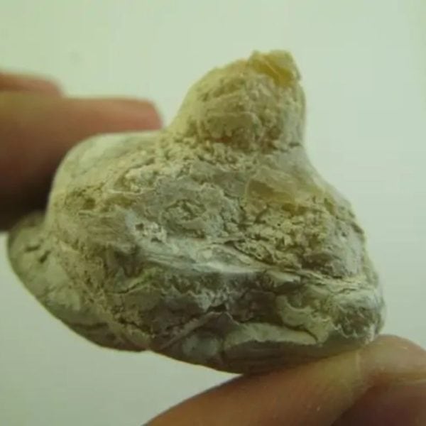 Snake Heart Fossil Type - F3 - Image 3