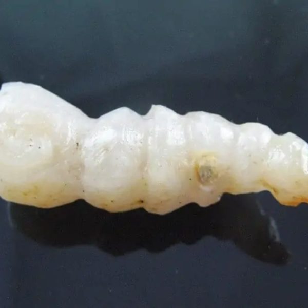 Fossilized Caterpillar - Type A6 - Image 5
