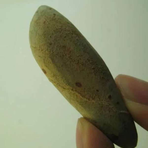 Snake Heart Fossil Type - G3 - Image 3