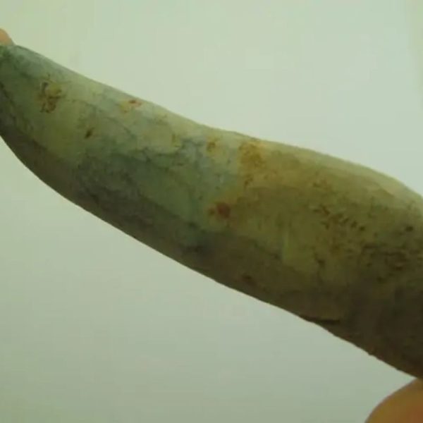Snake Heart Fossil Type - G2 - Image 3