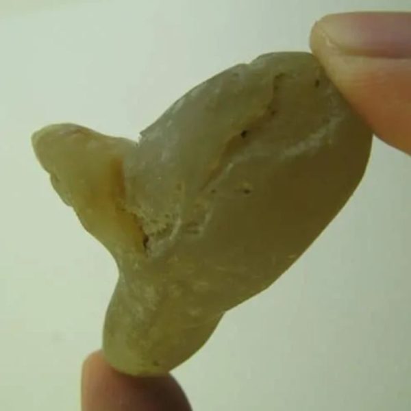 Snake Heart Fossil Type - J4 - Image 3