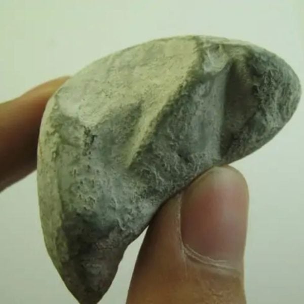Snake Heart Fossil Type - E1 - Image 3