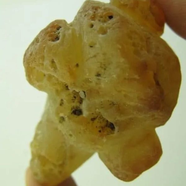 Snake Heart Fossil Type - J1 - Image 3