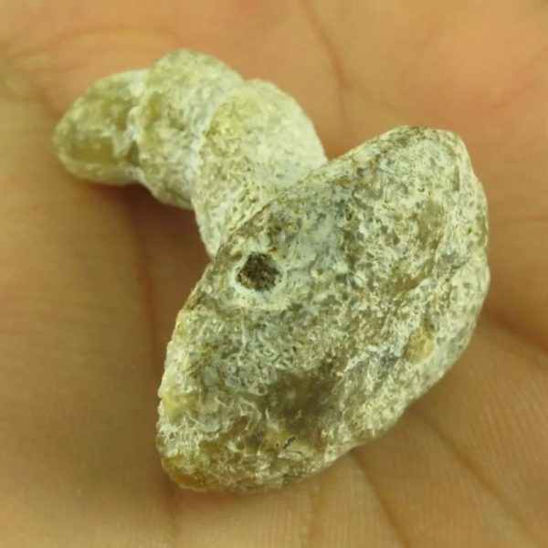 Dragon Horn Fossils (Siluman) - Type E6 - Image 3