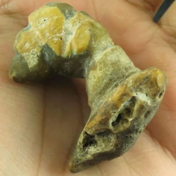Dragon Horn Fossil (Siluman) - Type G1 - Image 3