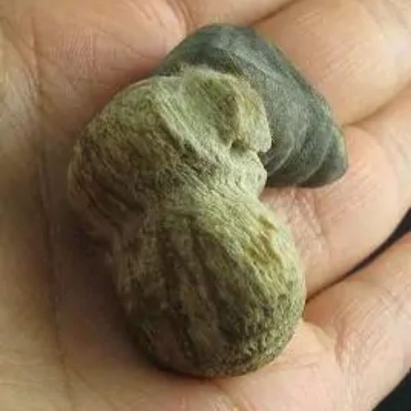 Dragon Horn Fossil - Type A2 - Image 3