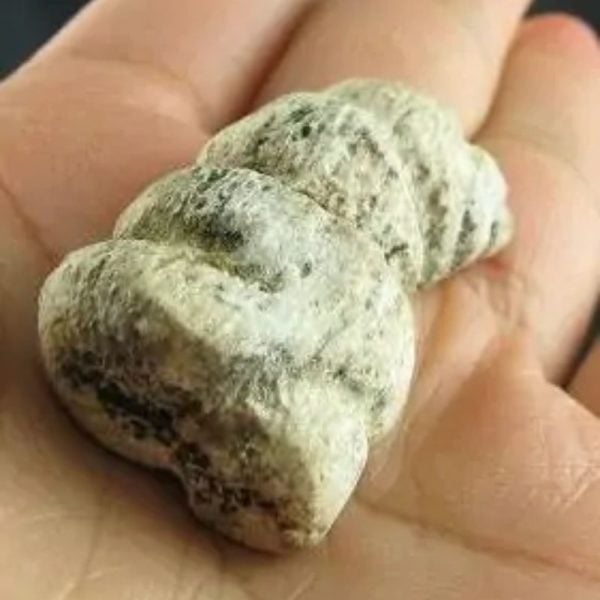 Dragon Horn Fossil - Type B3