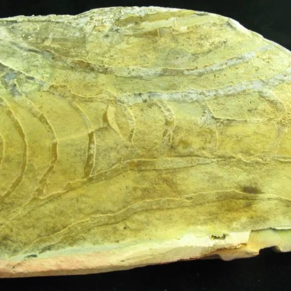Magickal Fossilized Snake Siluman Tongue - Image 3