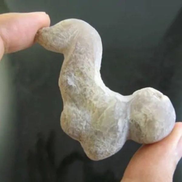 White Snake Horn - Type H1 - Image 3