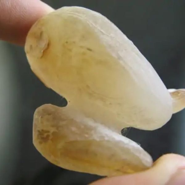 Javanese Fossilized Treasure Vase - Type B4 - Image 3
