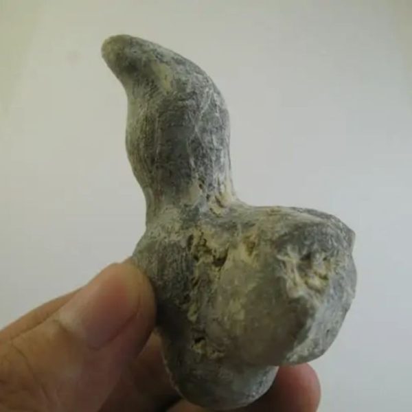 Sea Snake Horn - Type F1 - Image 3