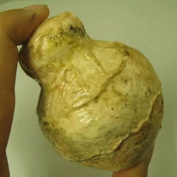 Javanese Fossilized Treasure Vase - Type A7 - Image 3