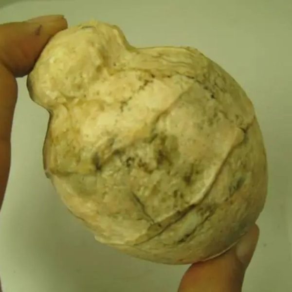 Javanese Fossilized Treasure Vase - Type A5 - Image 3