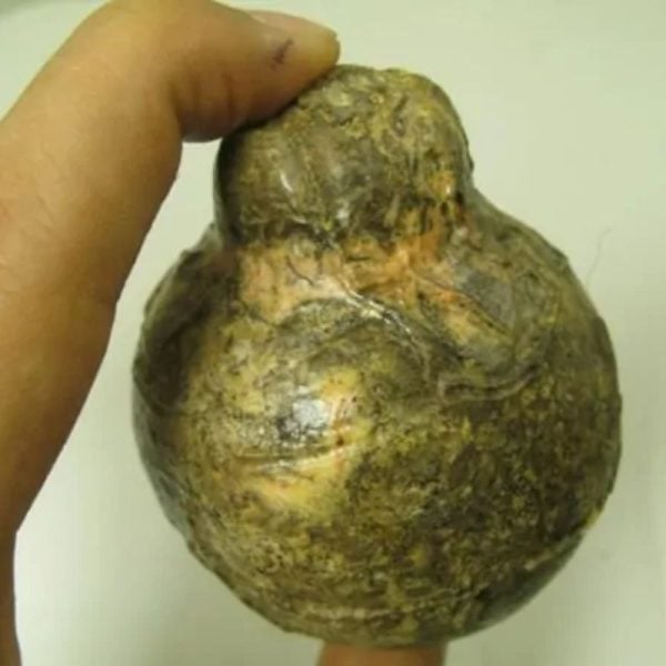 Javanese Fossilized Treasure Vase - Type A2 - Image 3