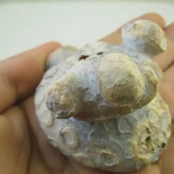 Golden Snail Fossil - Type E4 (Male) - Image 3