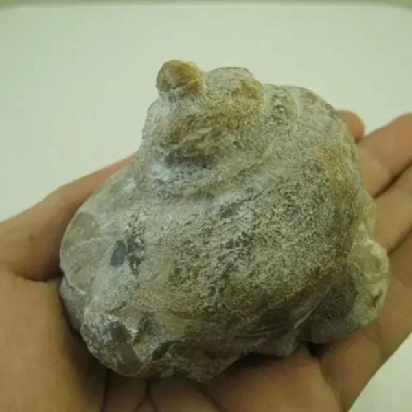 Golden Snail Fossil - Type E1 (Male) - Image 3