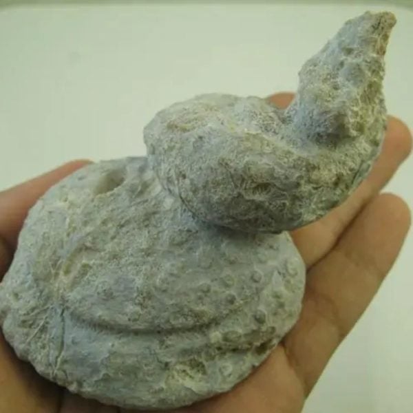 Golden Snail Fossil - Type D4 (Female) - Image 3