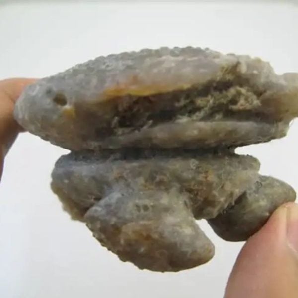 Golden Snail Fossil - Type D2 (Female) - Image 3